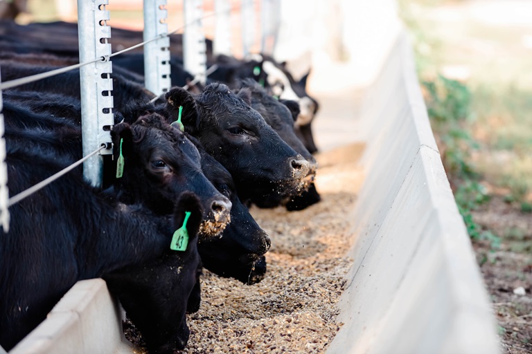 Livestock on farm eating