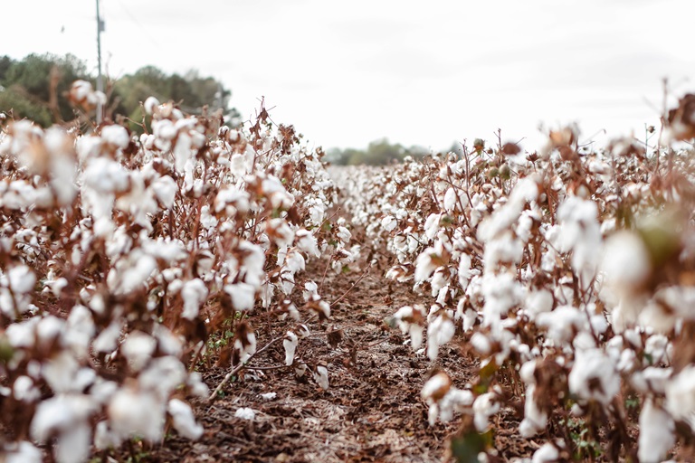 Crop field